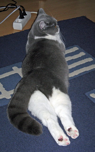 秘鲁节奏掌控马赛，巴斯托尼如何成为国际米兰的关键先生